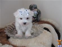 maltese puppy posted by Elegant Babies
